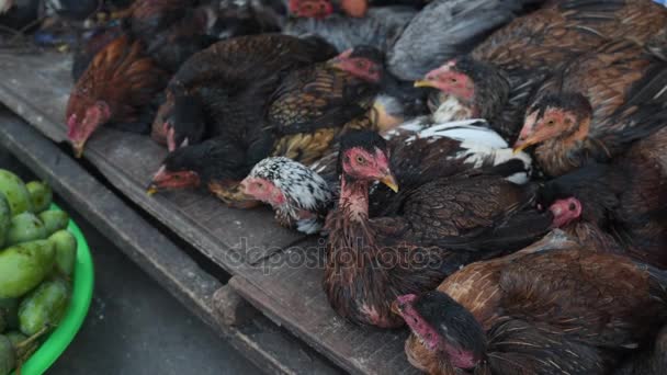 Poulets vivants sur le marché asiatique — Video