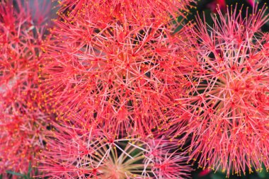 Kırmızı kan zambak çiçekler