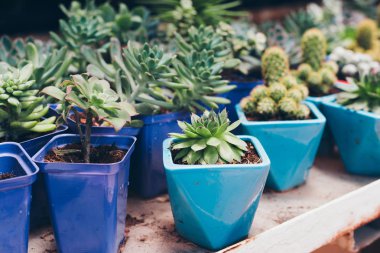 Tencere ile pazarda succulents