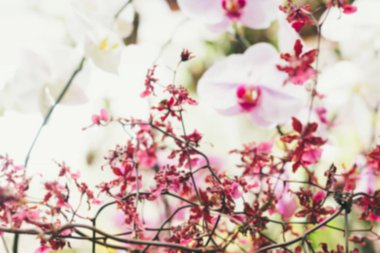 güzel pembe ve beyaz orkide çiçekler