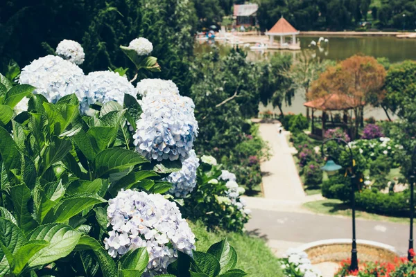 Blossoming colorful flowerbeds in summer park — Stock Photo, Image