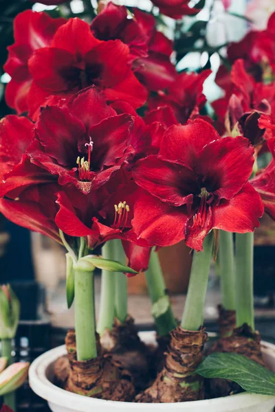 Tencerede kırmızı Amaryllis çiçekler