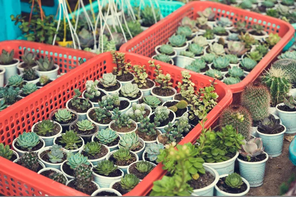 Tencere succulents ve kaktüsler pazarında