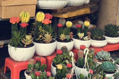 Tencere pazarında çiçek açması kaktüsler ile