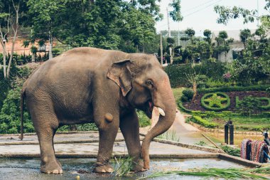 Bir çim yeme Asya fili