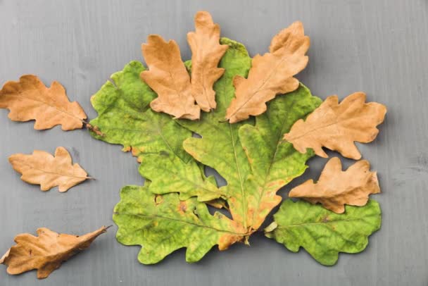 Дубовые листья на деревянном сером фоне . — стоковое видео