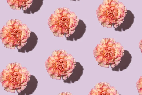 Цветки Красивой Розовой Гвоздики Резким Светом Тенью Срезаны Фиолетовом Фоне — стоковое фото