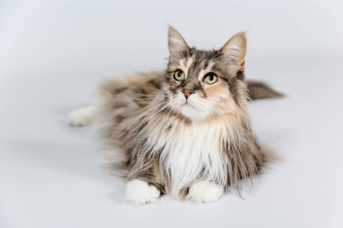 Portre einer Maine Rakun Katze