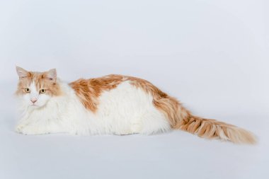 Traurige Maine Rakun Katze