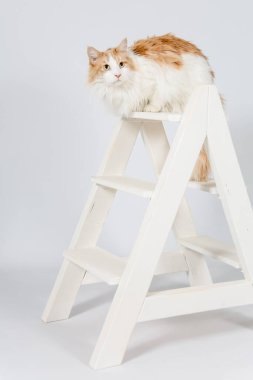 Maine Rakun Katze auf der Leiter