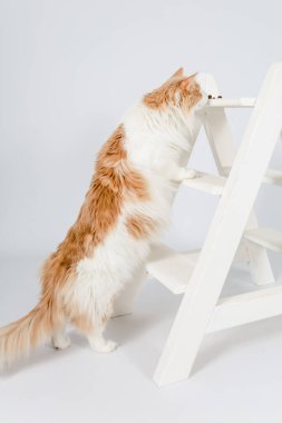 Maine Rakun Katze, Futter Auf der Leiter.