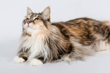 Maine Rakun Katze sieht nach oben