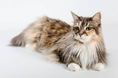 vertraeumte Maine Rakun Katze liegend am Boden