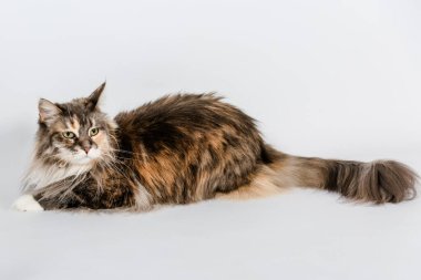 Grimmige Maine Rakun Katze Liegend am Boden