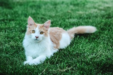 Portre Kleinen Maine Rakun Katerlerinin Wiese dilinde derlemesi