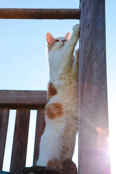 Maine Coon Kater Klettert Auf Holzbalken Hoch Hinauf — Stock Photo, Image