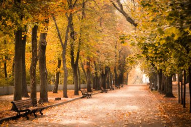 Güzel ışık ile boş sonbahar park