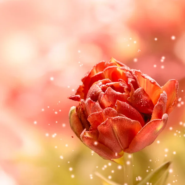 Gyönyörű vörös rózsa vízcseppekkel — Stock Fotó