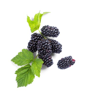 Blackberry desen beyaz izole