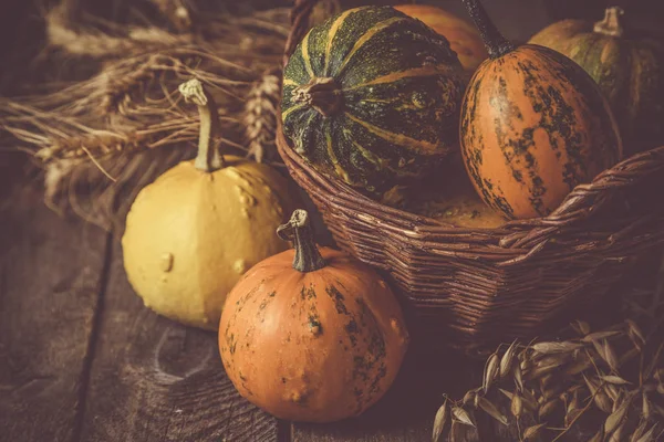 Thanksgiving concept - decorations with pumpkins — Stock Photo, Image