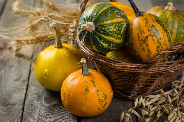 Şükran günü kavramı - süslemeleri ile kabak