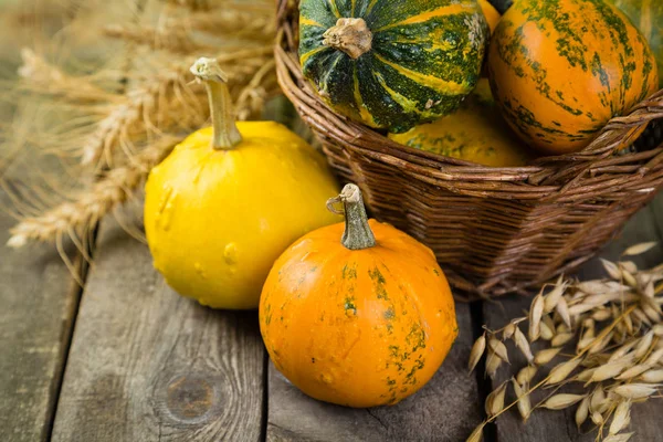 Şükran günü kavramı - süslemeleri ile kabak