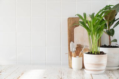 Apartman bahçıvanlığı - beyaz kaplarda ev bitkileri