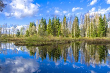 Bir orman nehir kıyısında