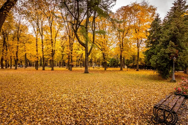 Folha cair no parque no outono com maples . — Fotografia de Stock