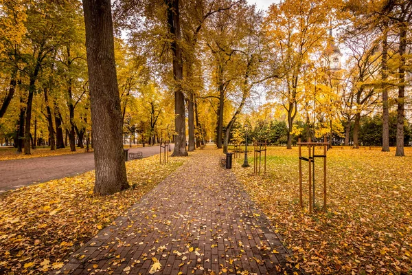 Folha cair no parque no outono com maples . — Fotografia de Stock