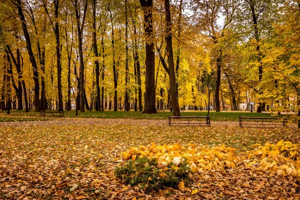 Caída de hojas en el parque en otoño con arces . — Foto de Stock