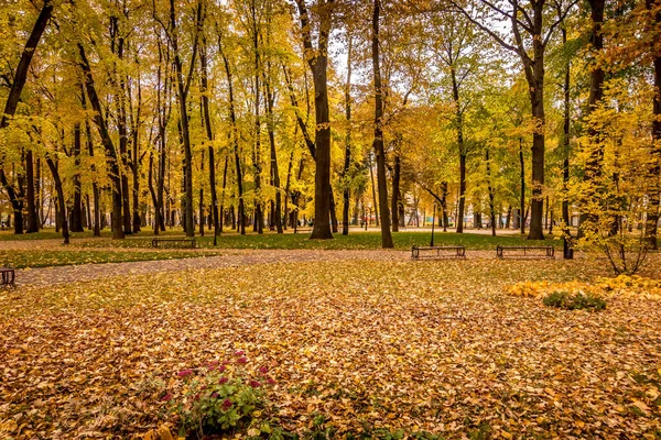 Caída de hojas en el parque en otoño con arces . — Foto de Stock