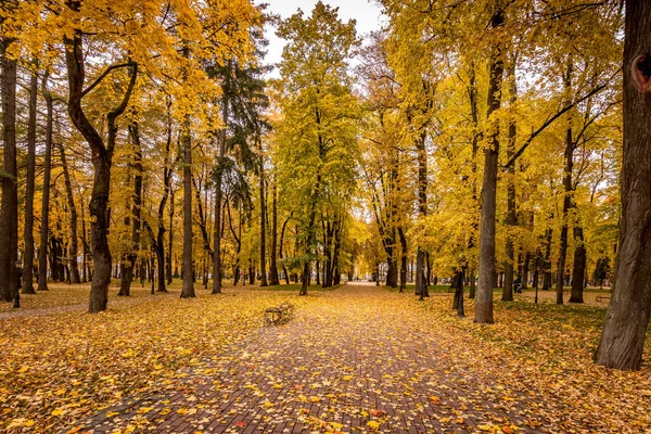 Caída de hojas en el parque en otoño con arces . — Foto de Stock