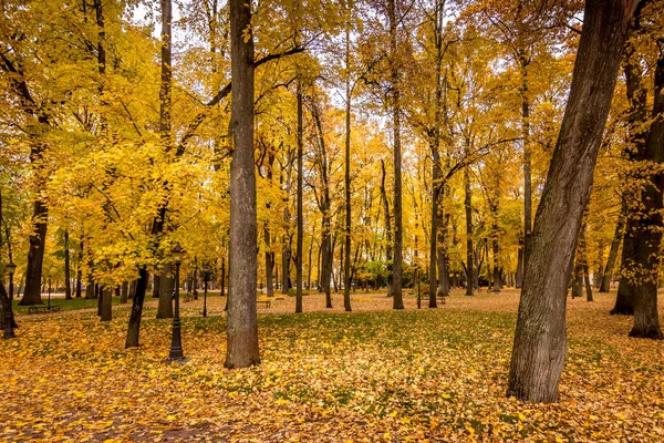 Folha cair no parque no outono com maples . — Fotografia de Stock