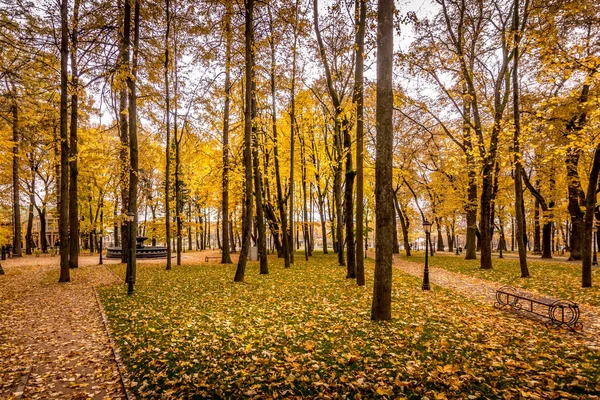 Folha cair no parque no outono com maples . — Fotografia de Stock