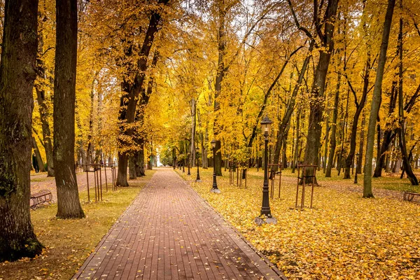 Caída de hojas en el parque en otoño con arces . — Foto de Stock