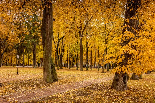 Laubfall im Park im Herbst mit Ahornen. — Stockfoto