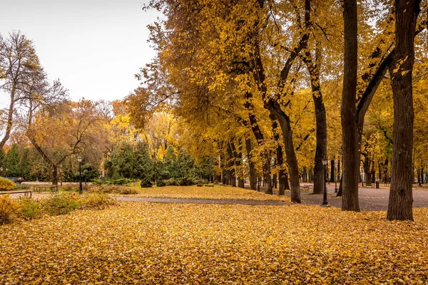 Folha cair no parque no outono com maples . — Fotografia de Stock