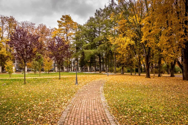 Folha cair no parque no outono com maples . — Fotografia de Stock