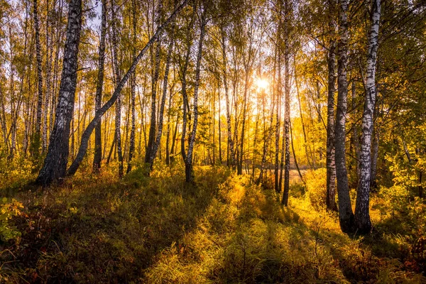 Sonnenaufgang im Birkenwald an einem sonnigen Herbstmorgen mit Nebel. — Stockfoto