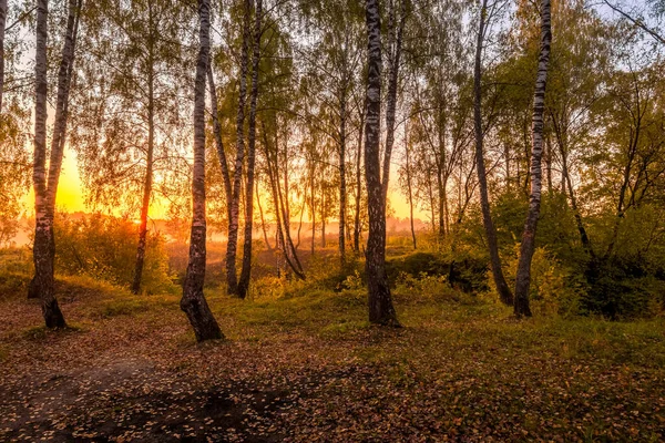 Salida del sol en un bosque de abedules en una soleada mañana de otoño con niebla . — Foto de Stock