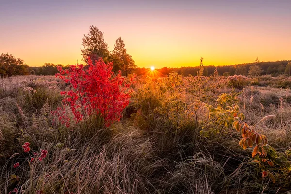 이른 가을 아침 서리로 덮여 있는 들판에서 일출. — 스톡 사진