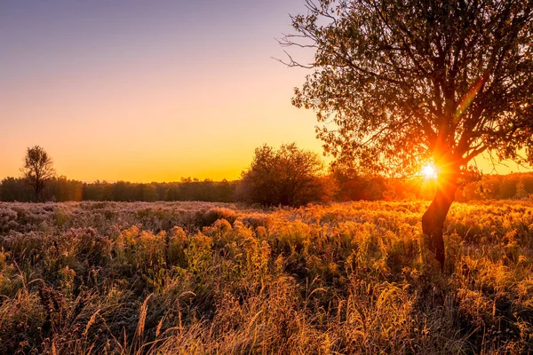 Lever de soleil sur un champ couvert de givre tôt le matin d'automne . — Photo