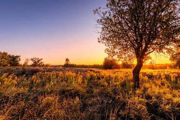 Scène de lever de soleil sur un champ couvert de givre tôt le matin d'automne . — Photo