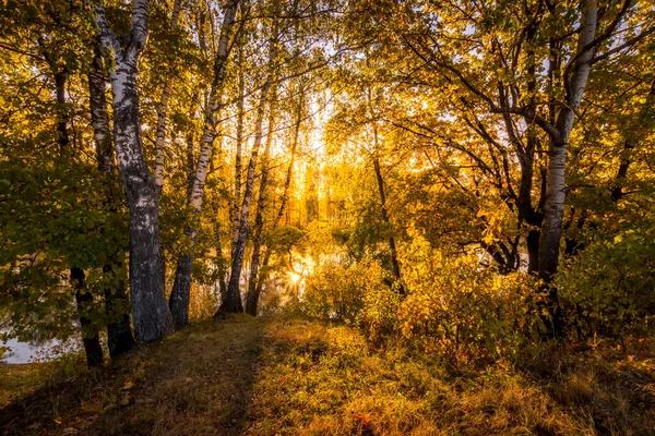 Güneşli bir sonbahar sabahı huş ağaçlarıyla gölün yanında gün doğumu. — Stok fotoğraf