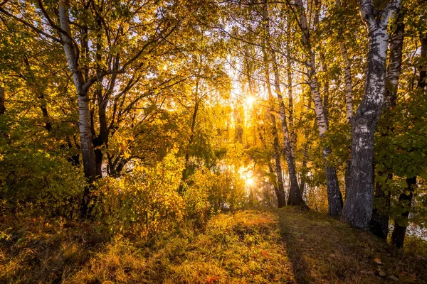 Salida del sol cerca del estanque con abedules en una soleada mañana de otoño . — Foto de Stock