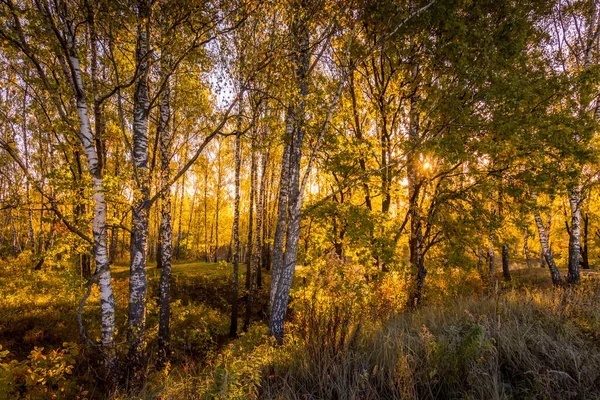 Sunrise in a birch forest on a sunny autumn morning with fog. — Stock Photo, Image