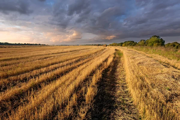 Pile in campo nella stagione autunnale . — Foto Stock