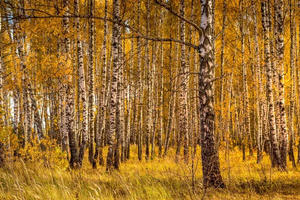 Floresta de bétula em um dia de outono dourado ensolarado . — Fotografia de Stock