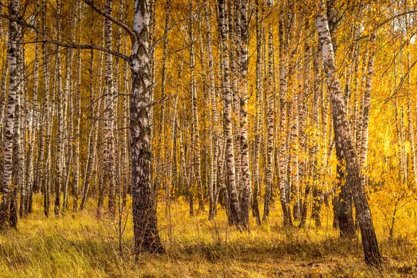 Birch δάσος σε μια ηλιόλουστη χρυσή ημέρα του φθινοπώρου. — Φωτογραφία Αρχείου